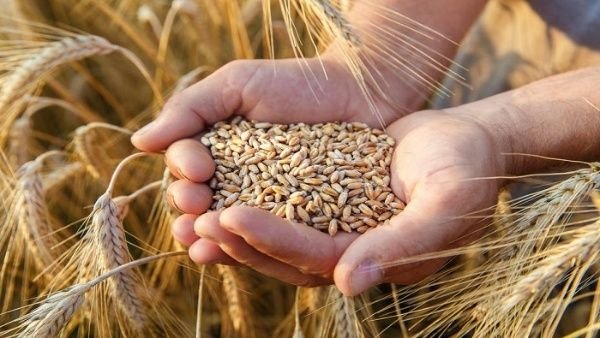 Índice de precios de alimentos de la FAO cae en diciembre pese al repunte de los cereales