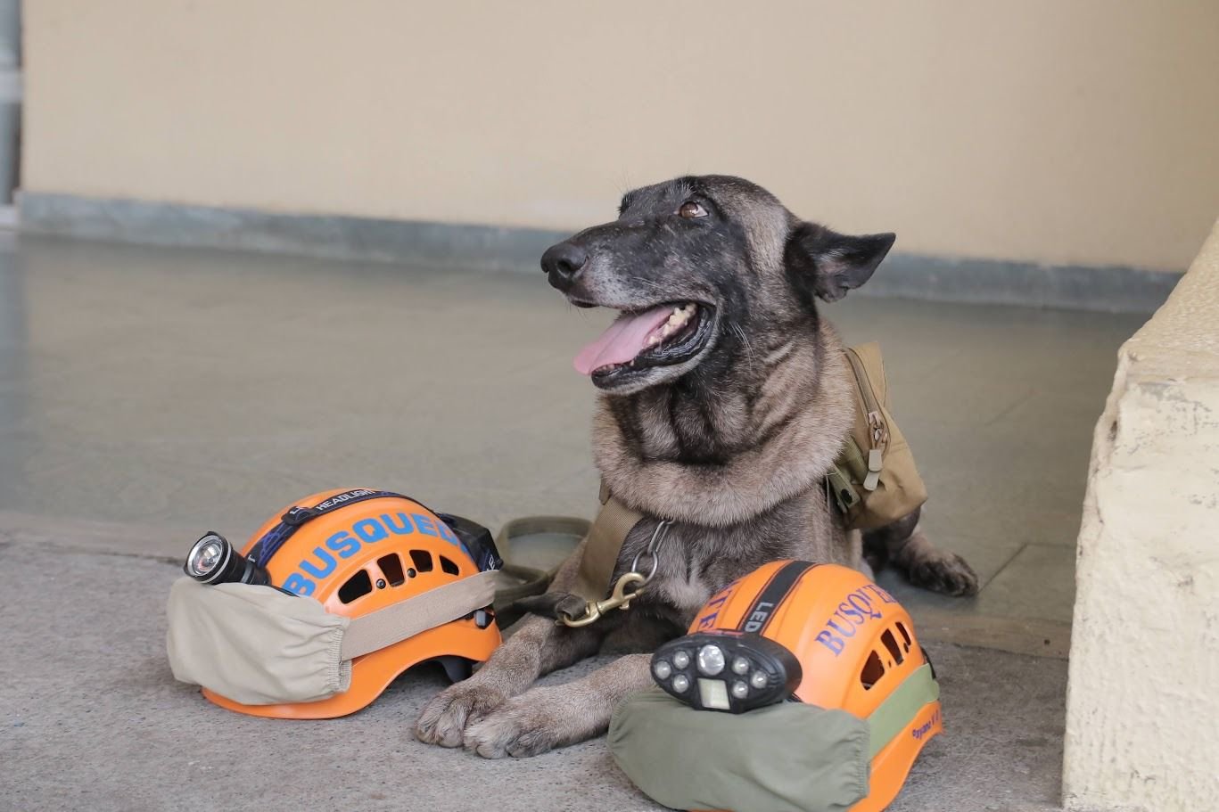 Defensa Civil da último adiós a Bruno; perro rescatista que salvó cientos de vidas