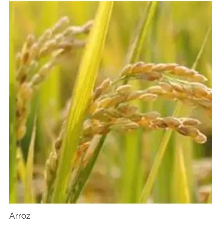 Banreservas impulsa producción arrocera con financiamientos y programa de pignoración