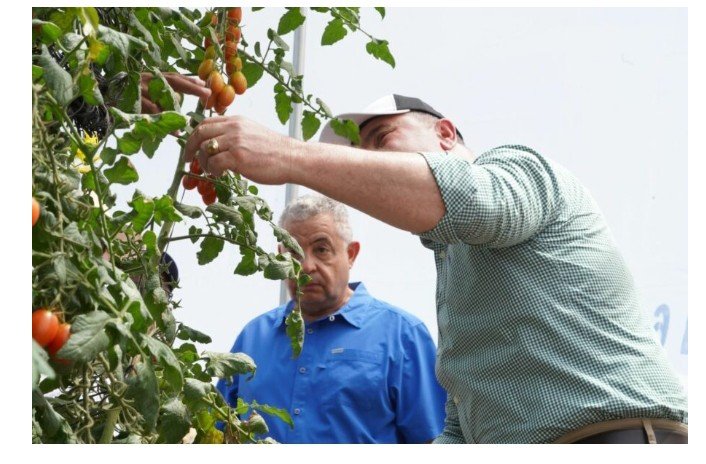 Exportaciones de tomate cherry registran crecimiento sostenido hacia EE.UU.