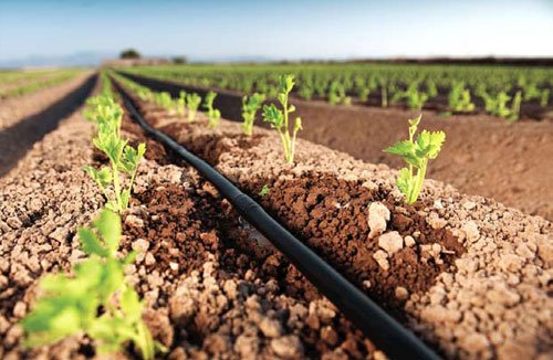 Expertos destacan tecnificación del riego como clave para la sostenibilidad agrícola