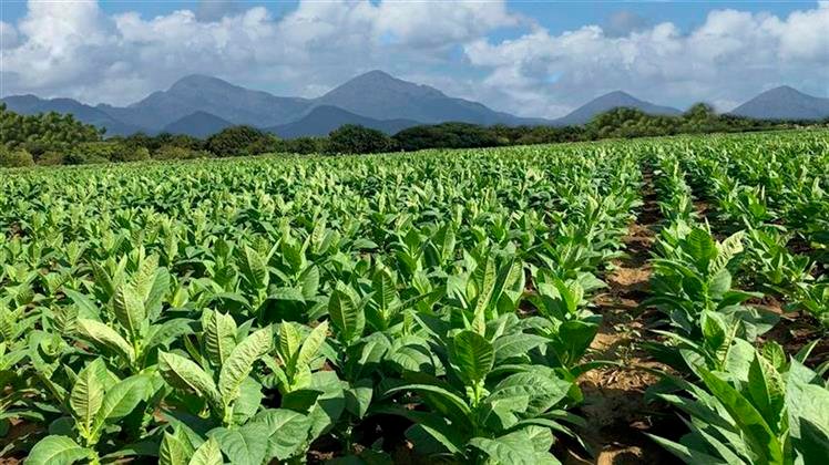 Tabaco dominicano consolida su crecimiento con ventas al exterior por US$1,359 millones en 2025