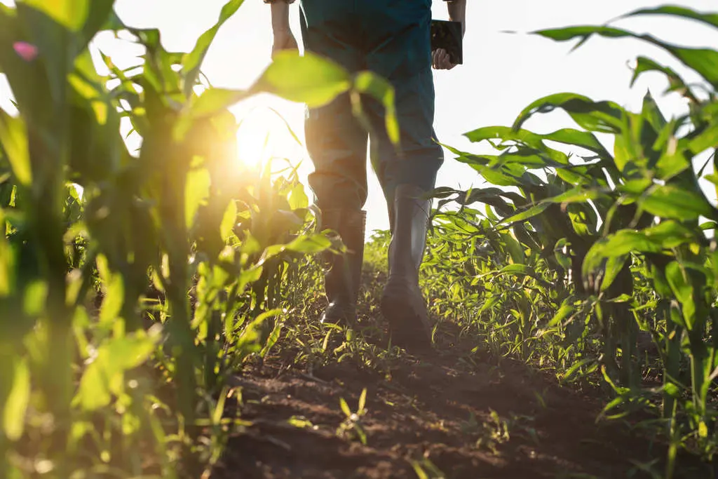 Financiamiento agropecuario alcanza RD$132,415 millones en 2025, con crecimiento de 62.4% en seis años