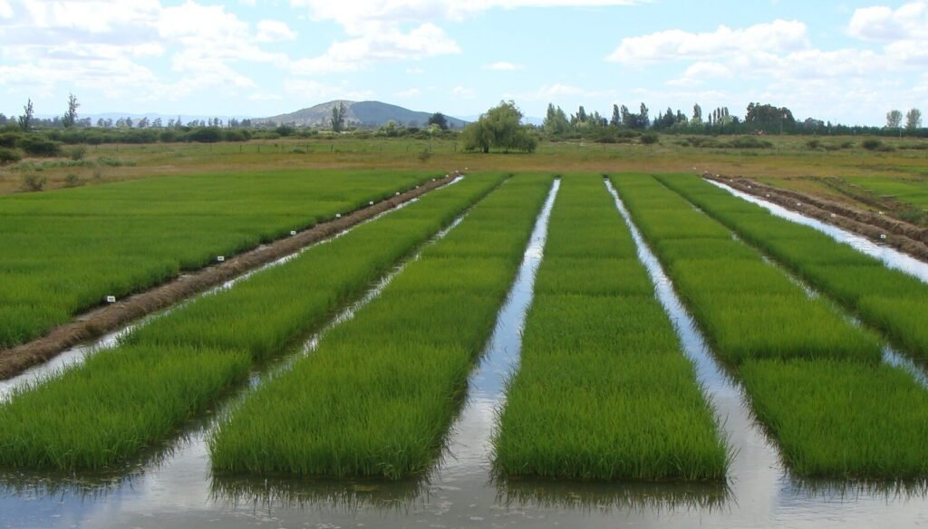 El sector agropecuario dominicano logra niveles récord de producción