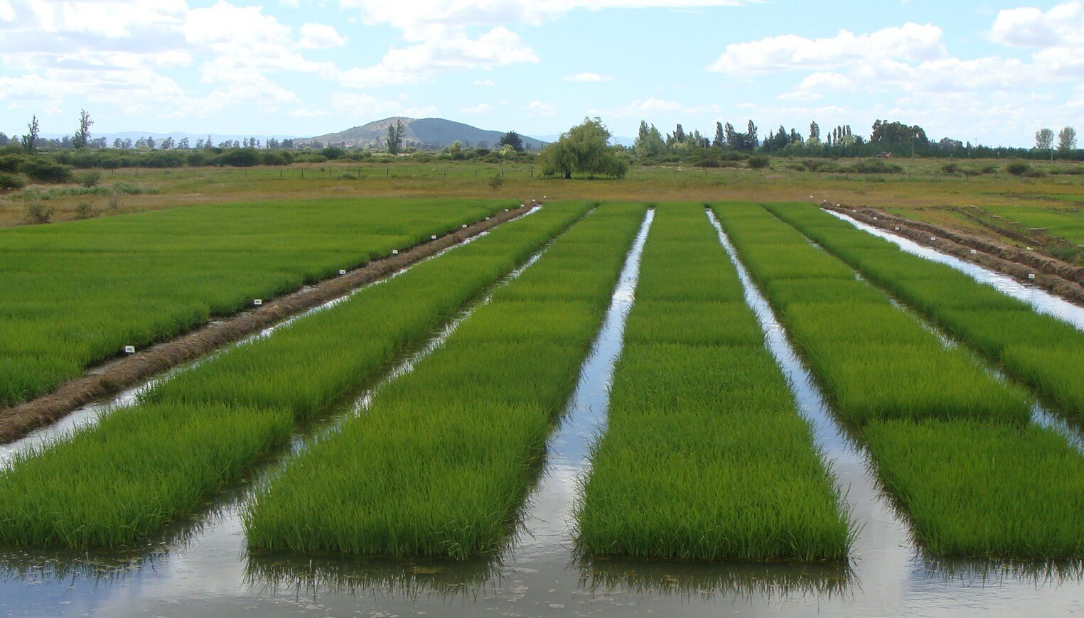 El sector agropecuario dominicano logra niveles récord de producción