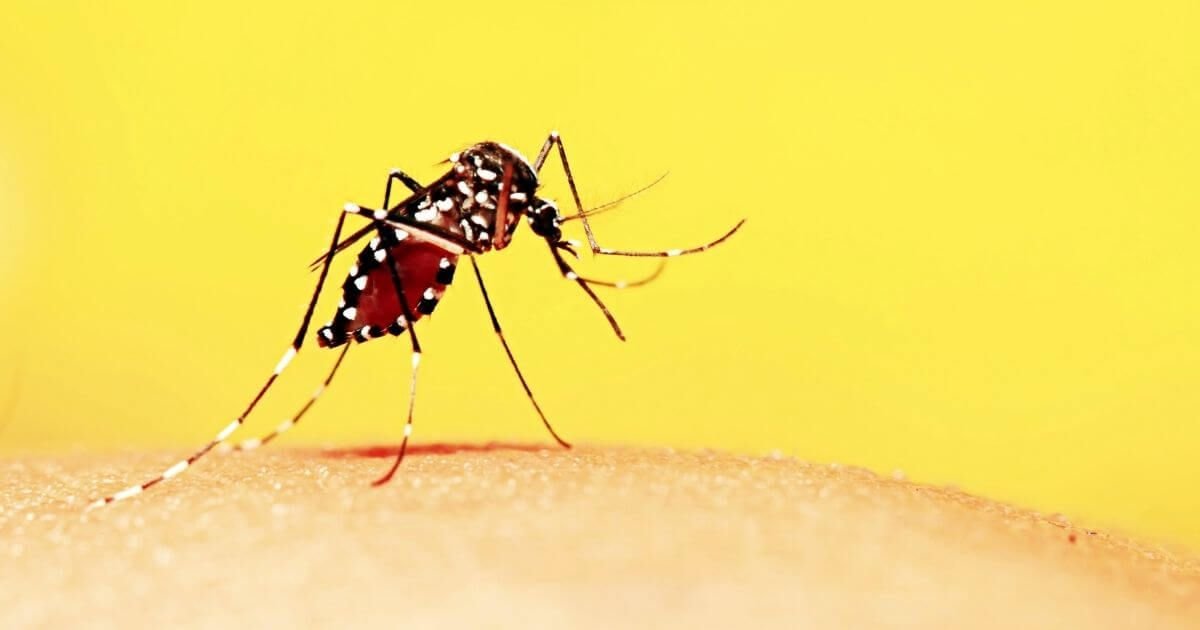 Ministerio de Salud Pública refuerza acciones contra el dengue