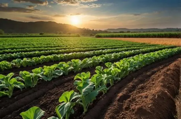 Sector agropecuario denuncia falta de agrónomos en campos de cultivo